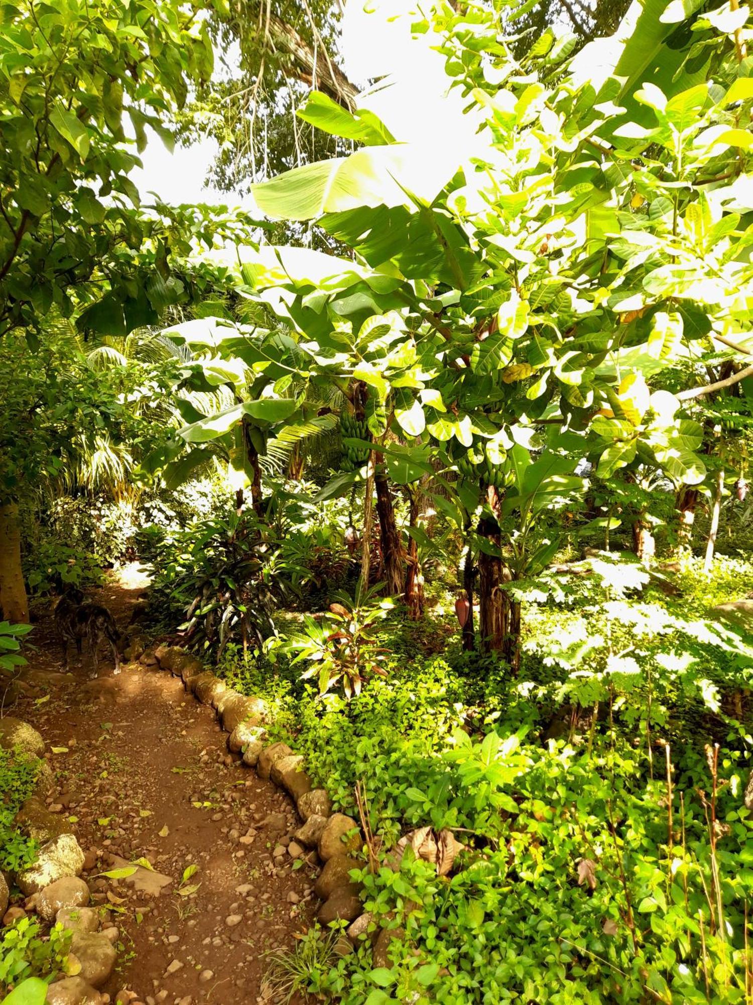 El Bamboo Cabins Balgue Esterno foto